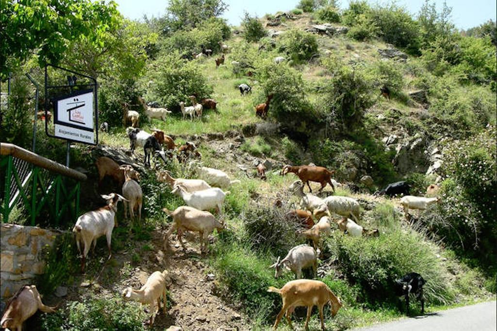 Telecabina Las Catifas Güéjar Sierra Eksteriør billede